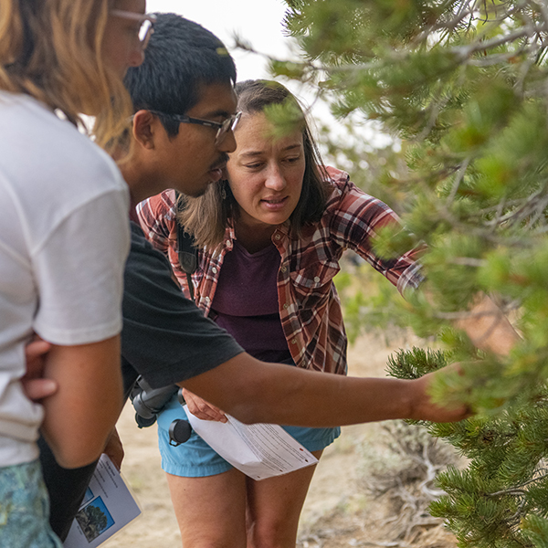 Three volunteers identify a pinyon tree in Utah.