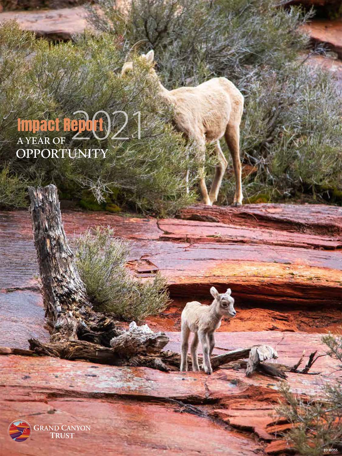 The Grand Canyon Trust Impact Report 2021