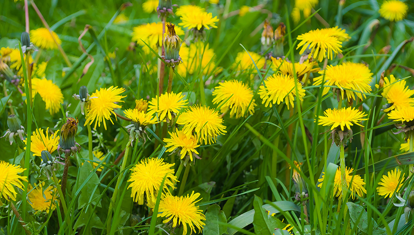 Dandelions. Photo by George Hodan