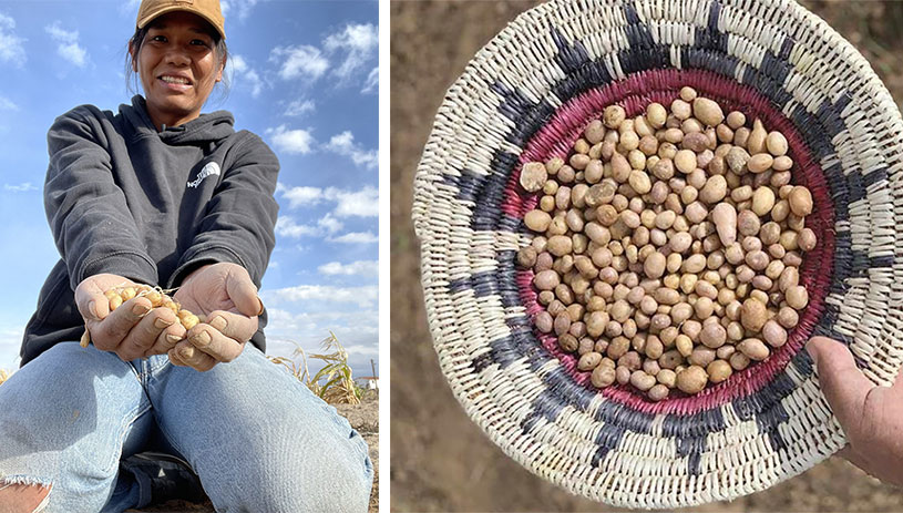 Alastair Lee Bitsóí, Diné, holds a harvest of Four Corners Potatoes in a Diné Basket at his farm in the Navajo Nation. 