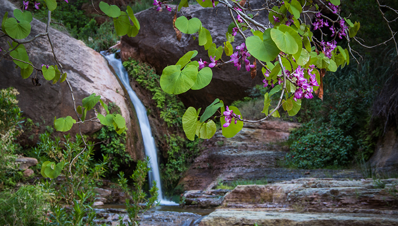 Spring in the Grand Canyon AMY S MARTIN