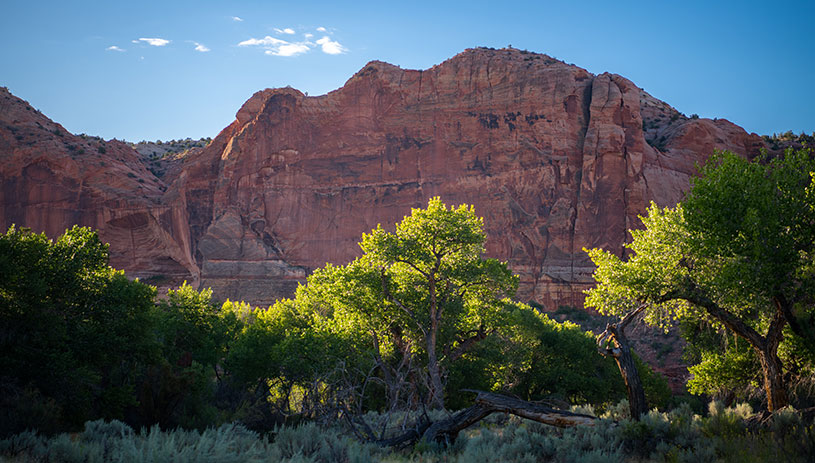 A redrock canyon with green cottonwood trees in the bottom and healthy native grasses.