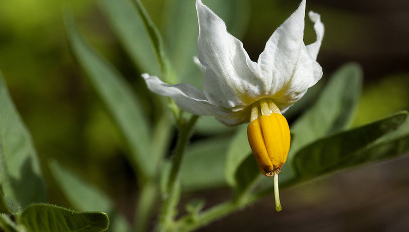 A Four Corners potato plant flowering in New Mexico