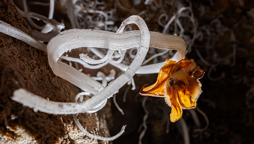 The intact remains of a Townsend’s big-eared bat rest on a gypsum flower. STEPHEN EGINOIRE