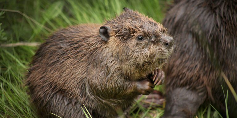 A beaver kit with its paws below its head, beside an adult beaver's hind quarter with grass in the background