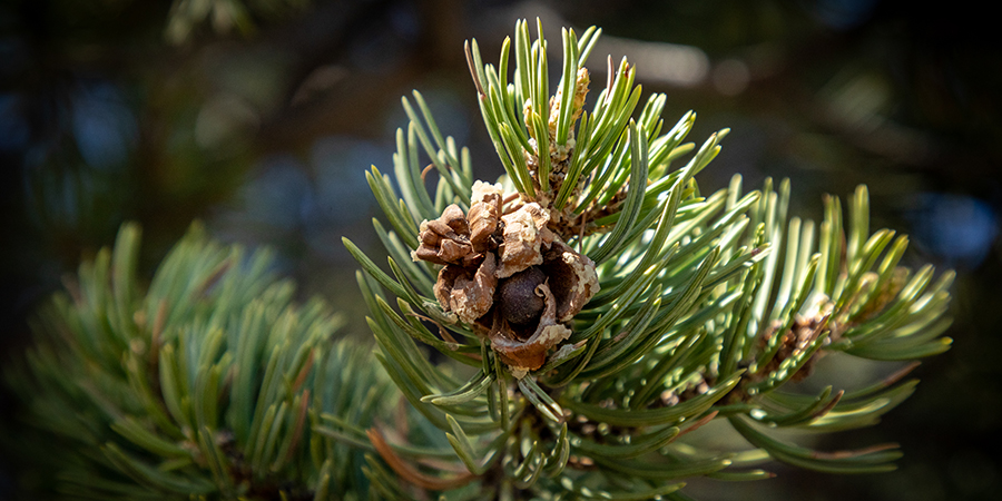 Pinyon pine cone on a green branch