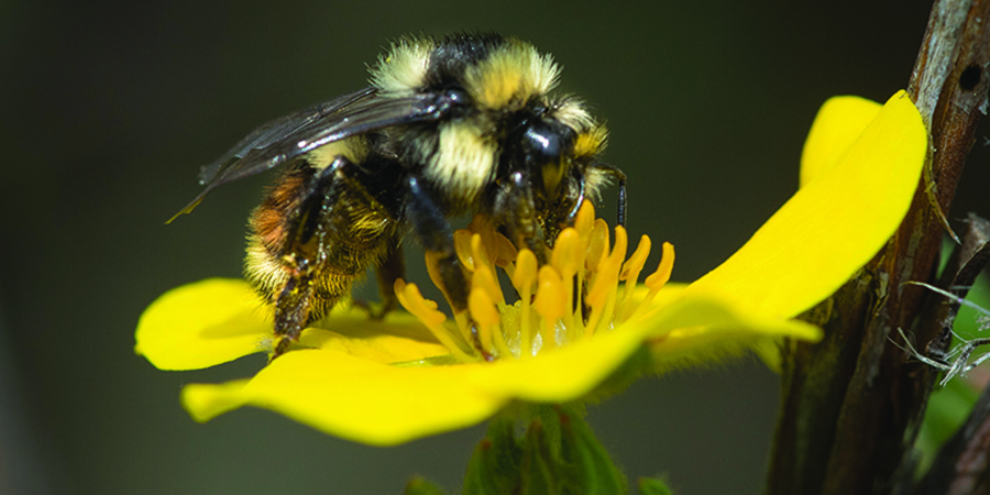 Black and yellow bumblebee drinking from a yellow flower