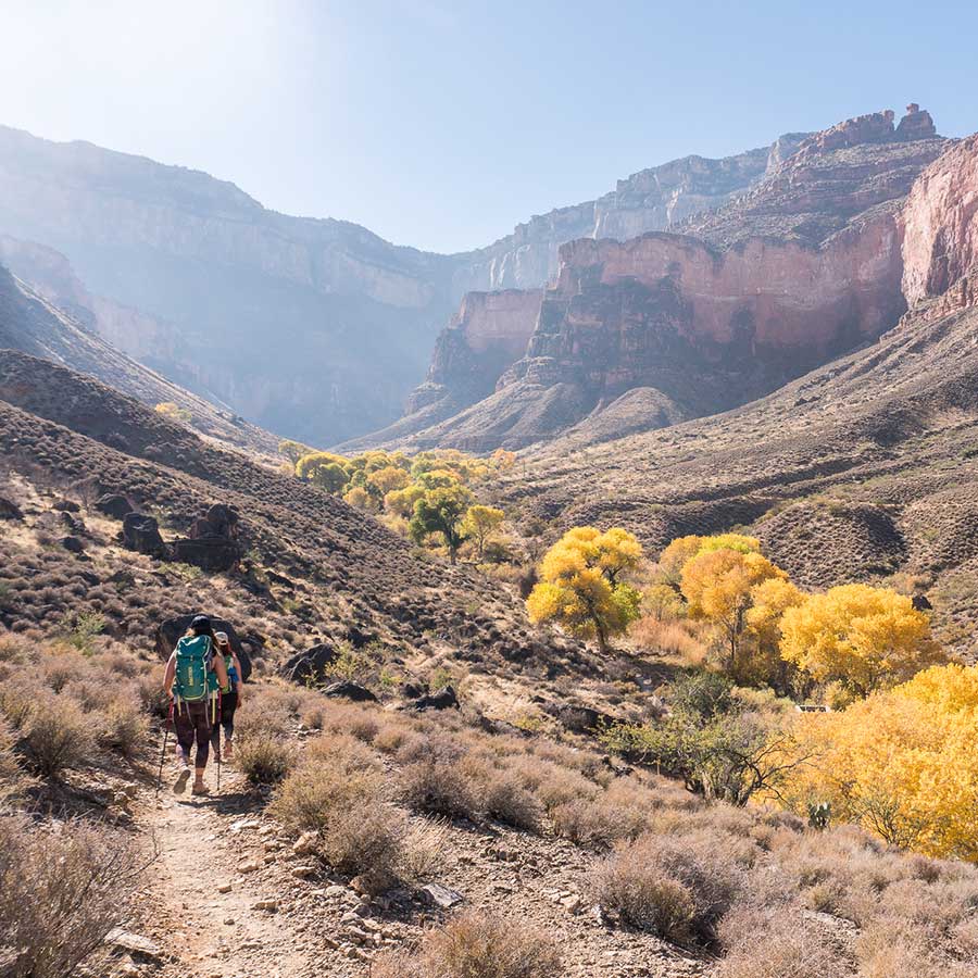 Hikers head up the Bright Angel Trail, with yellow cottonwood trees lining the drainage to their right.