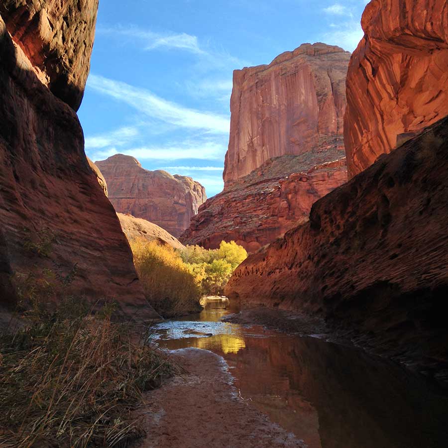 A view of the creek at the bottom of Coyote Gulch, with tall orange sandstone walls and yellow cottonwood trees.