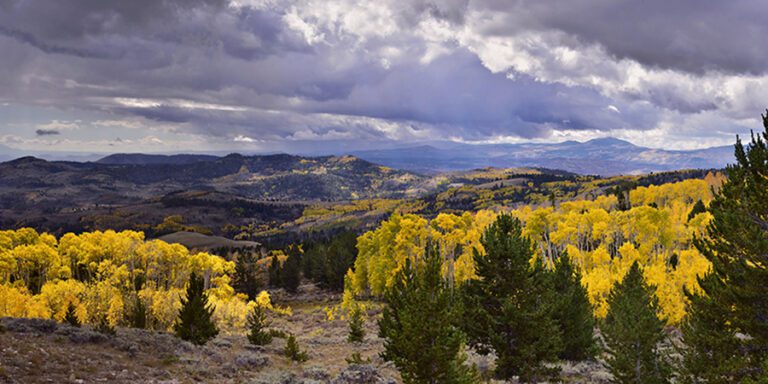 Golden aspen and green conifers in the Manti La Sal National Forest