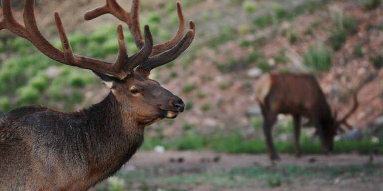 Elk grazing on the Kaibab National Forest.