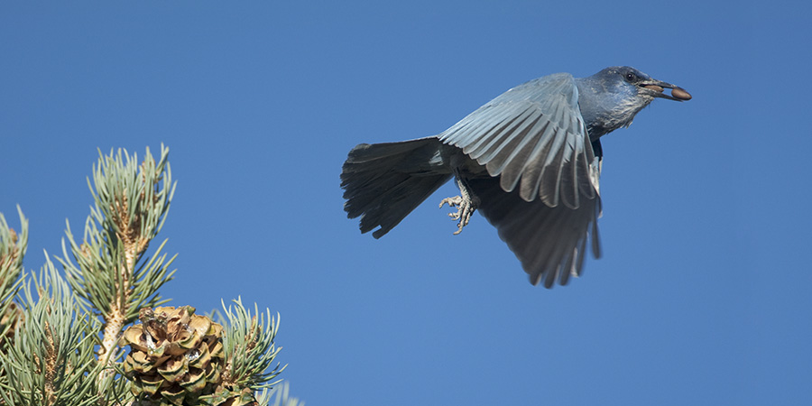 Pinyon jay flies away from a tree with pinyon pine nuts in its beak