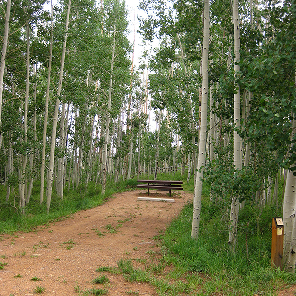 A campsite in the aspen trees