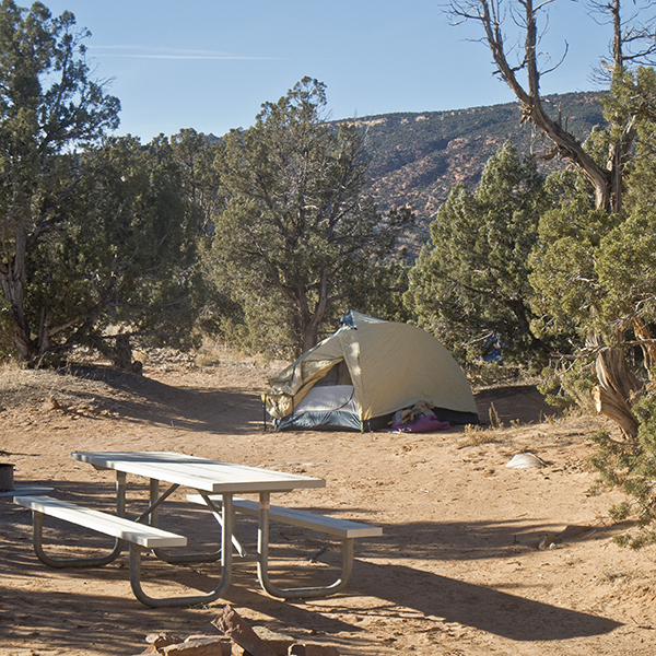 A tent and picnic table tucked between pinyon pine trees at Cedar Mesa Campground