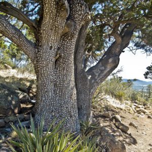 Scaly bark of an alligator juniper tree on the Elden Lookout Trail