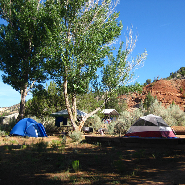 Tents underneath cottonwood trees at Escalante-Petrified Forest Campground