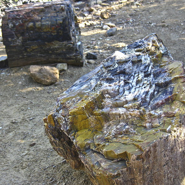 Two chunks of petrified wood