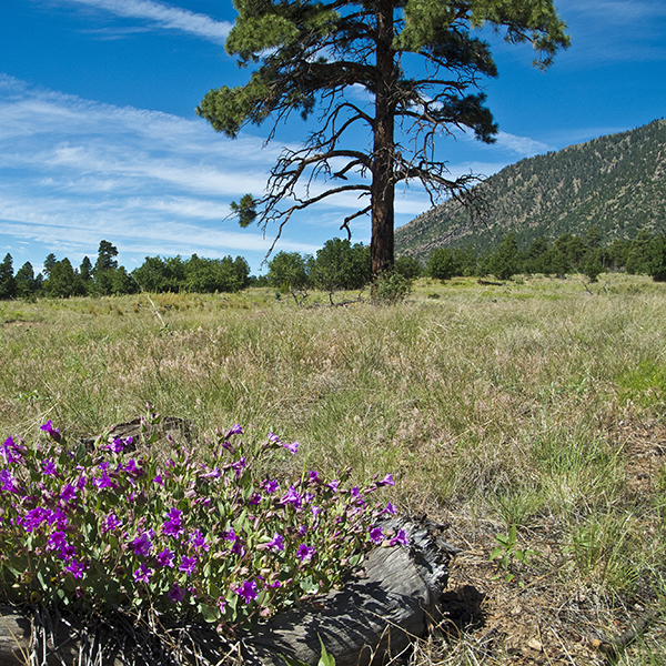 A patch of purple flowers, one tall pine tree, and the slopes of Mount Elden