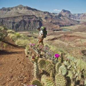 Pink blooms of prickly pear cactus decorate the side of the trail, with a hiker and Colorado River in the distance.