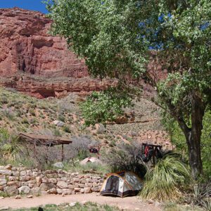 A tent tucked into the shade of a cottonwood tree in the Grand Canyon