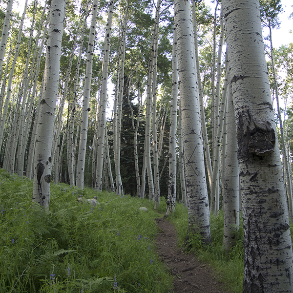 White aspen trunks line the Kachina Trail, with green ferns in the understory