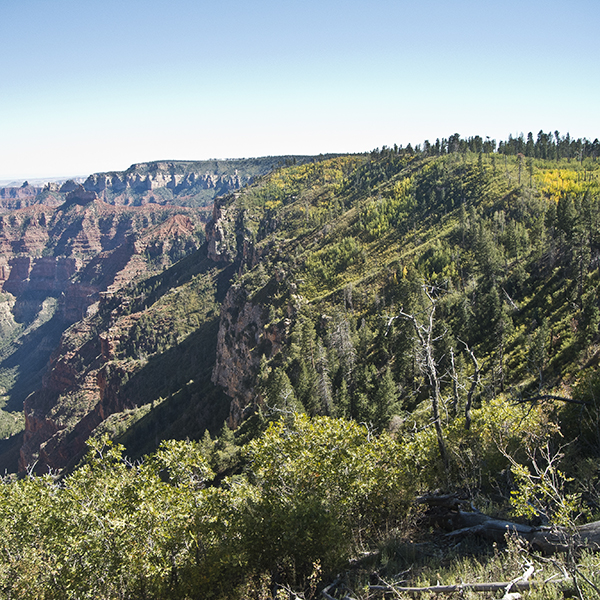 North rim forests of pine and aspen dipping off the edge of the north rim of the Grand Canyon