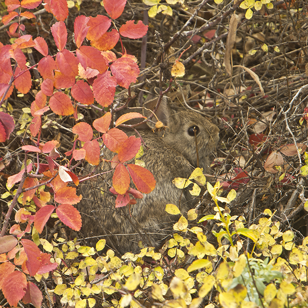 Red and yellow leaves