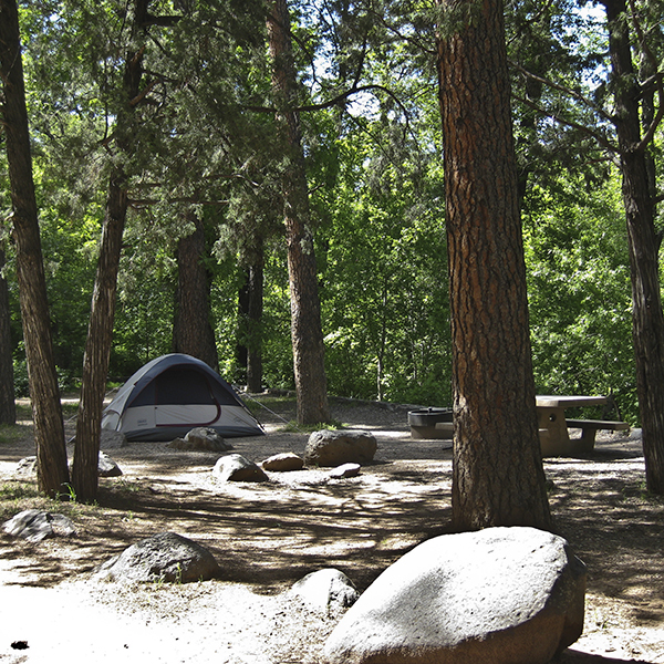 A tent surrounded by pine trees