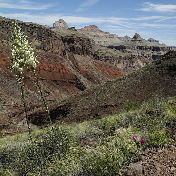 Two blooming yuccas with red shale slopes and Grand Canyon cliffs in the distance