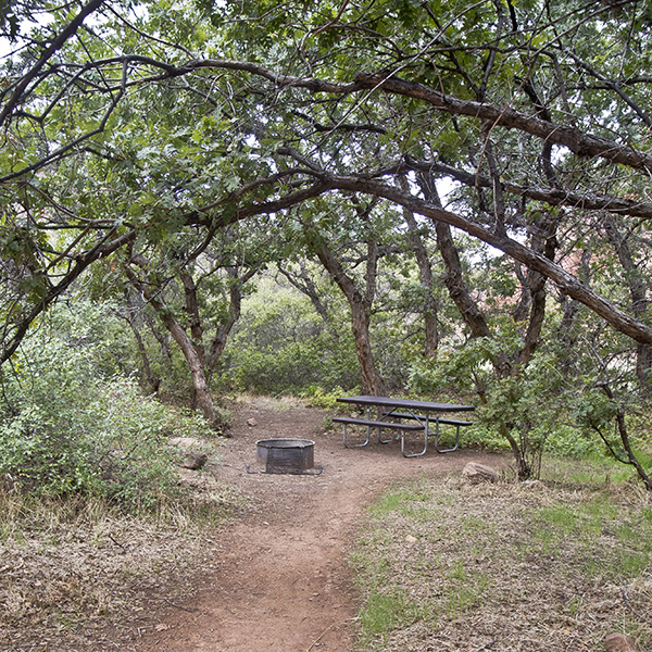 A campsite tucked in oak trees