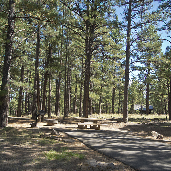 An empty campsite in Pinegrove Campground surrounded by pine trees