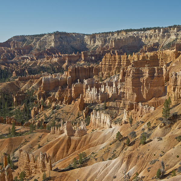 orange hoodoos in Bryce Canyon