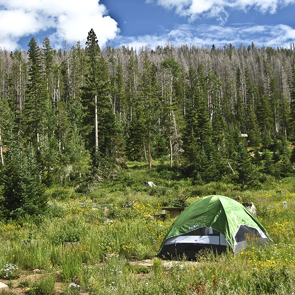 A green tent surrounded by grass and trees