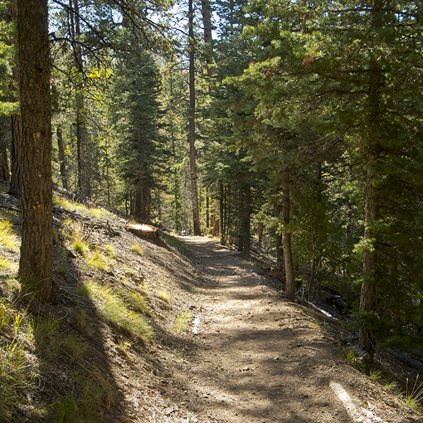 Fir and aspen trees line the Uncle Jim Trail