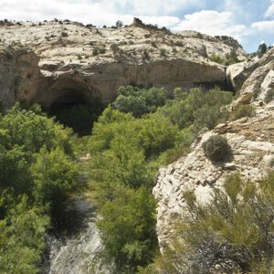 Cottonwoods in the bottom of the Upper Calf Creek Falls canyon