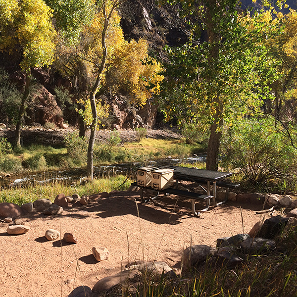 A campsite with a picnic table and cottonwood trees that are just starting to turn yellow in the Grand Canyon