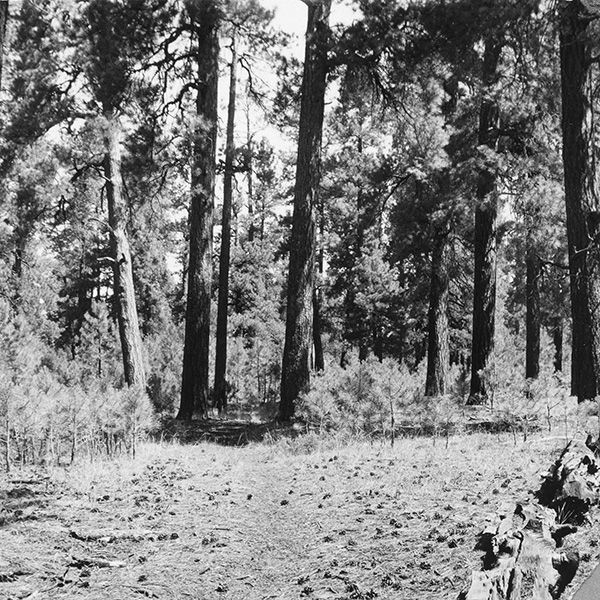 Black and white photo of ponderosa pine forest with a thicket of understory