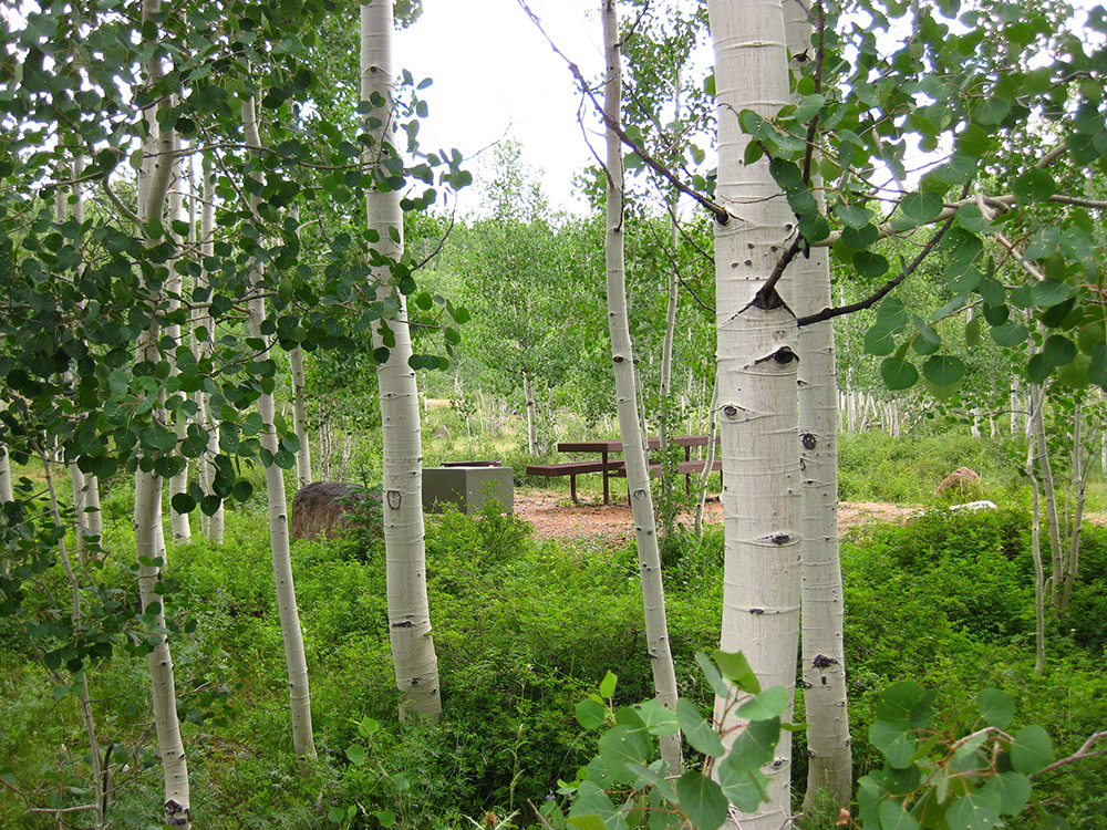 An empty campsite behind aspen trees