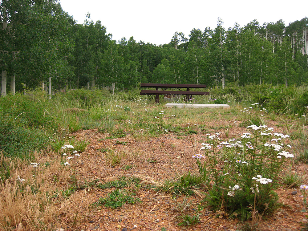 A patch of flowers with a campsite behind it