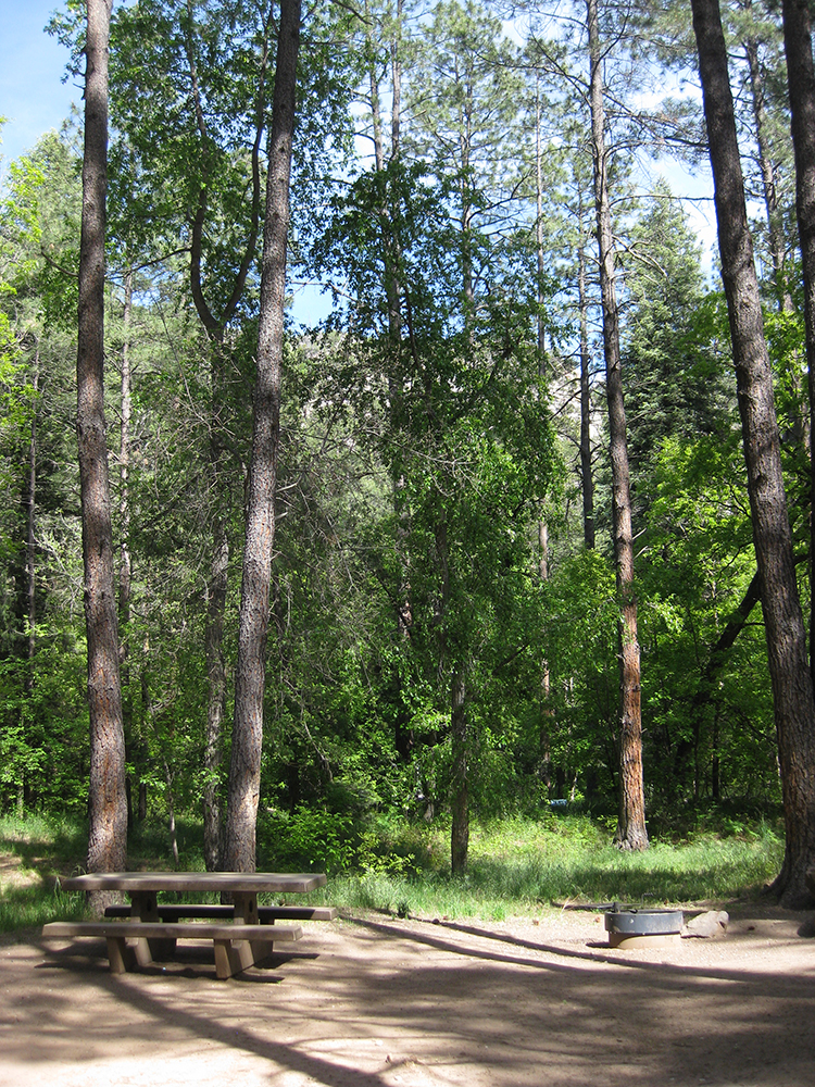 An empty campsite with trees