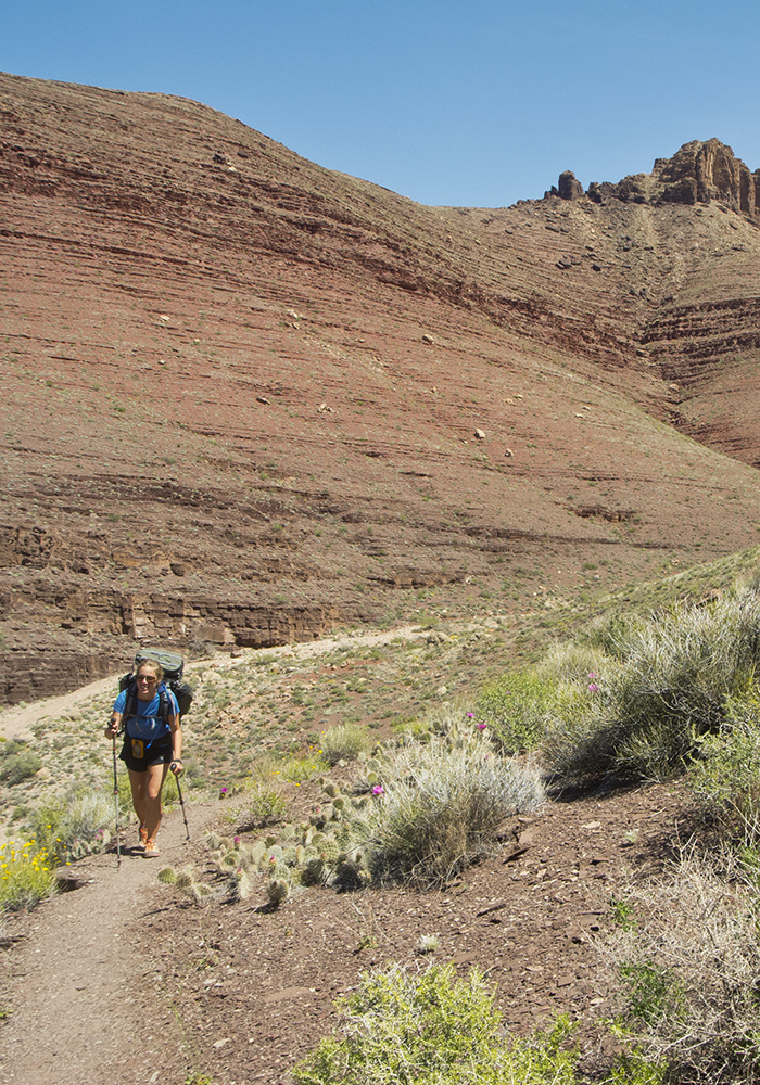 A woman hikes in the Grand Canyon with red slopes of the Super Group rock layer behind her