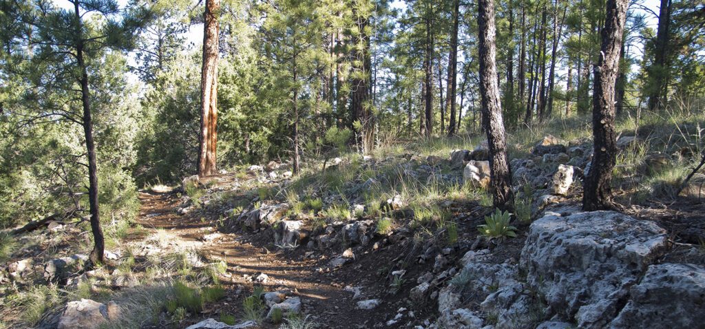 A trail with embedded rocks cuts through a pine forest