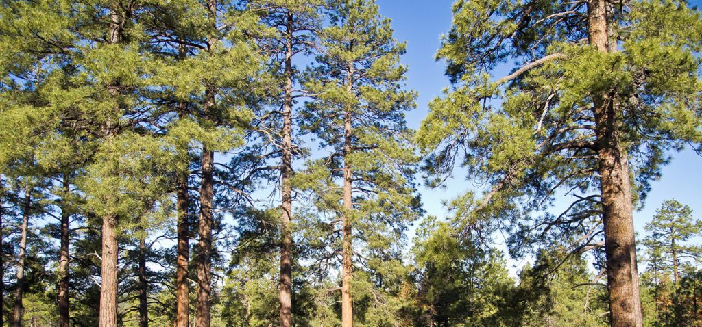 Ponderosa pine trees