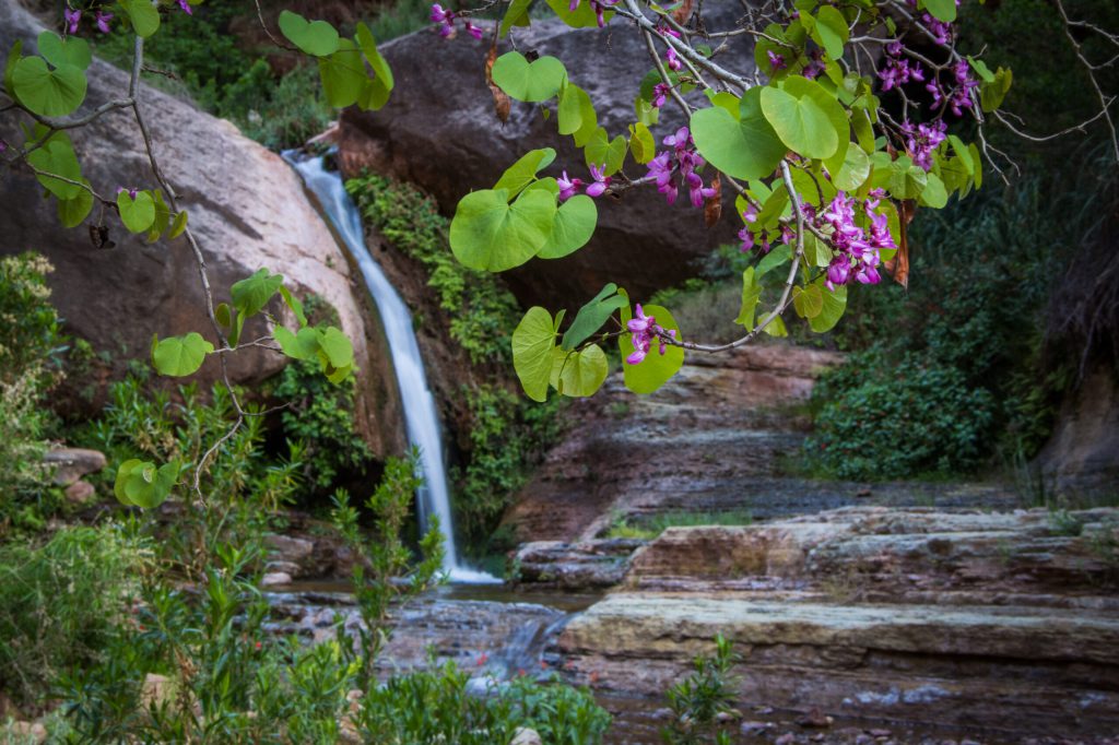 A spring pours off in a small waterfall in the Grand Canyon with green plants all around