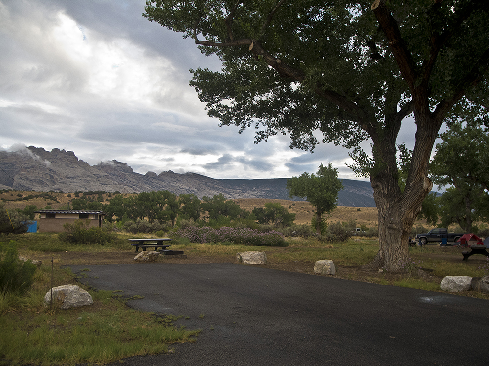 A big cottonwood tree with rock cliffs in the background