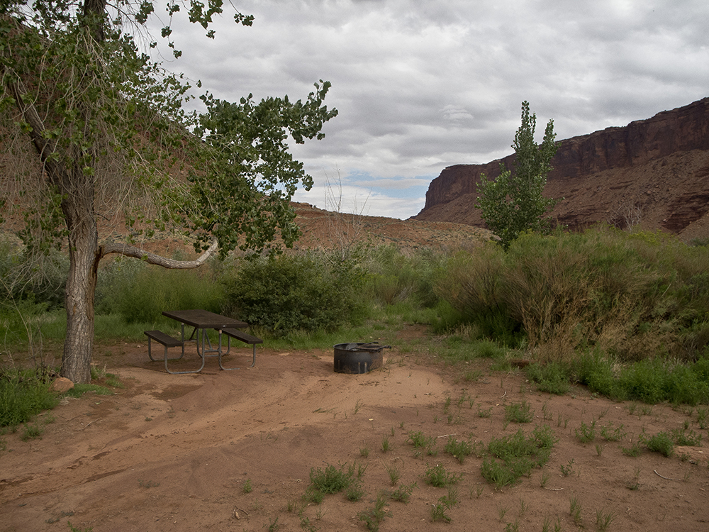 A metal fire ring next to a cottonwood tree at Hittle Bottom Campground