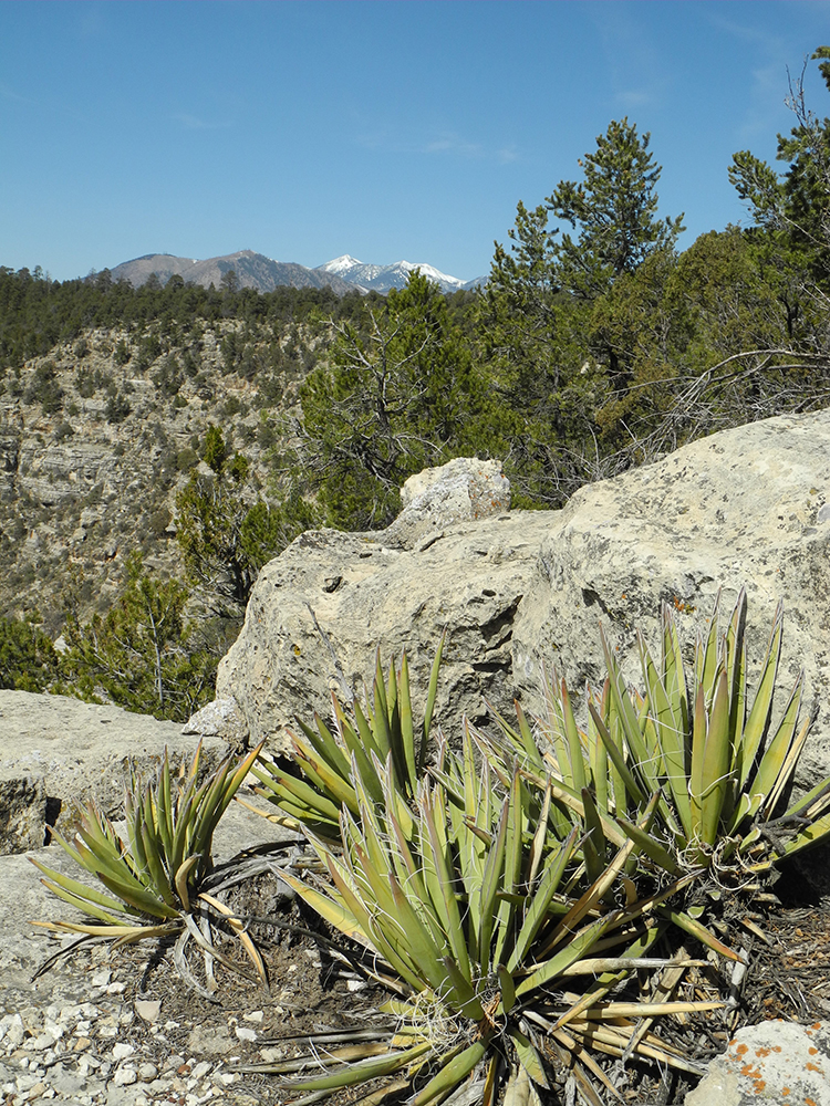 Agave with the San Francisco peaks in the background