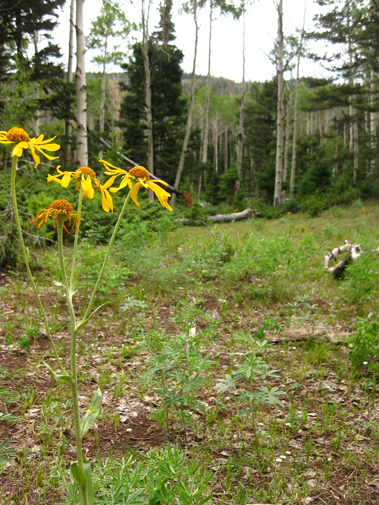 Yellow flowers, green grass, and aspen trees