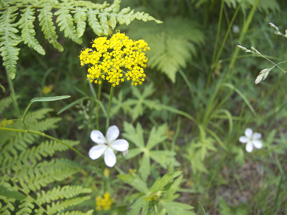 A close up of ferns, and white and yellow flowers