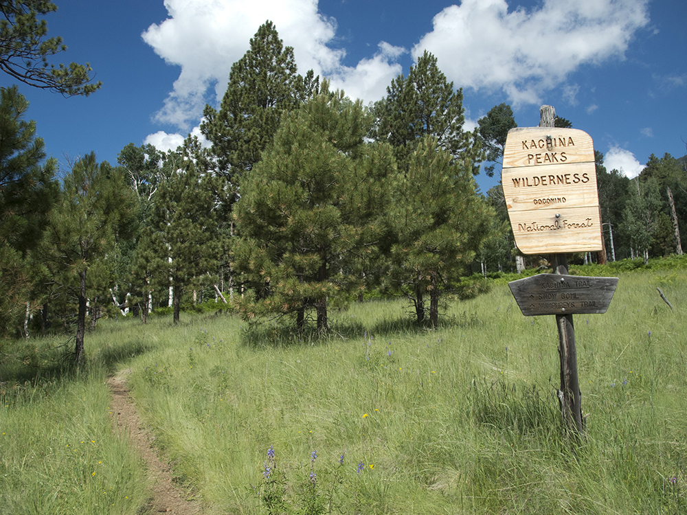 A wood sign and wilderness boundary in a grassy field on the Kachina Trail